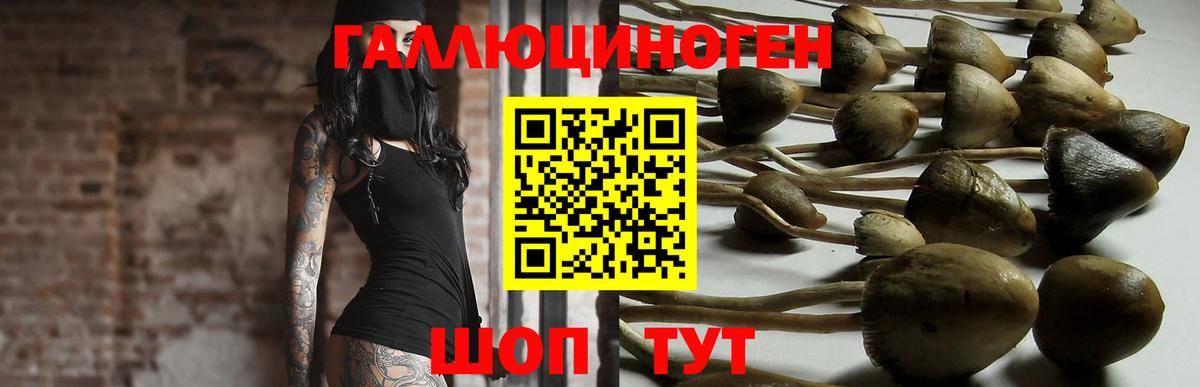 Галлюциногенные грибы MAGIC MUSHROOMS  Вход с VPN  где купить наркоту  Котлас  Псилоцибиновые грибы Cubensis 